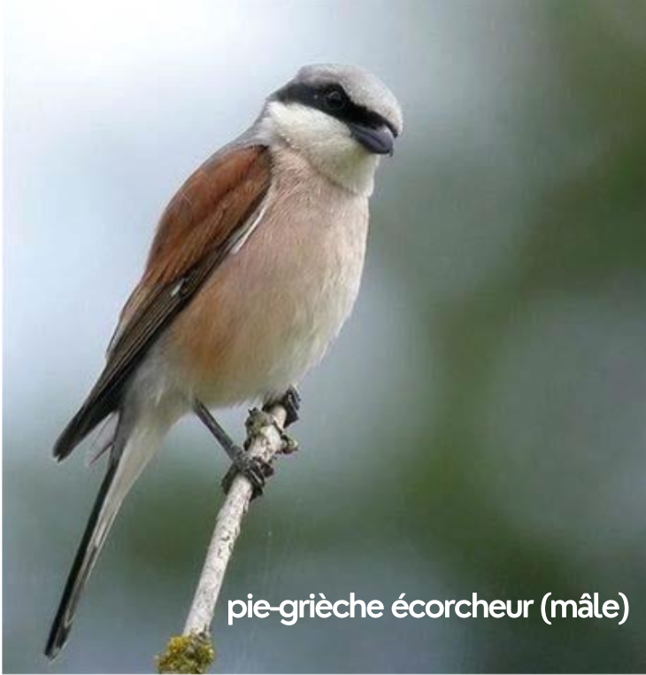 Pie-grièche écorcheur (mâle)